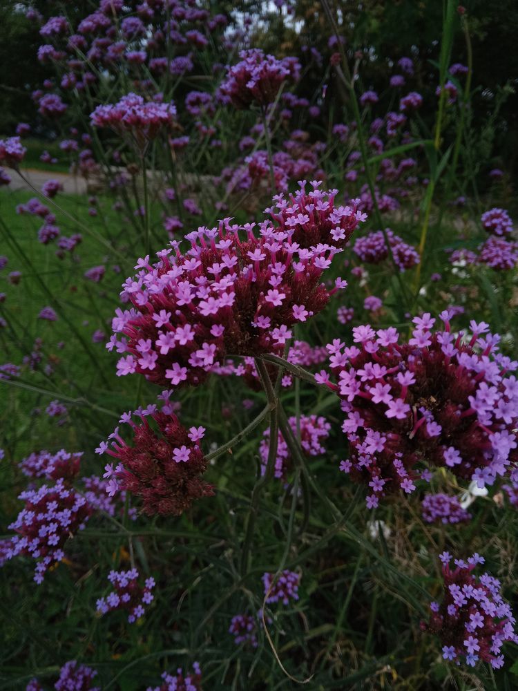 Photograph by Dilara C