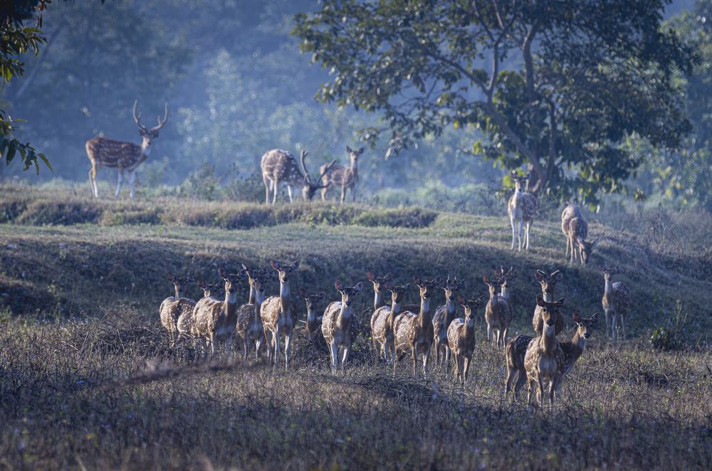 Photograph by Porus Khareghat