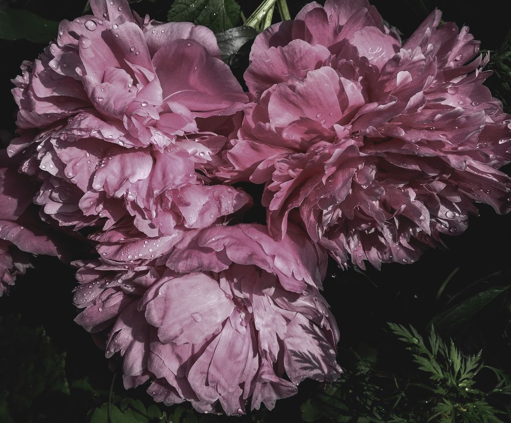 Photograph by Баженова Наталья