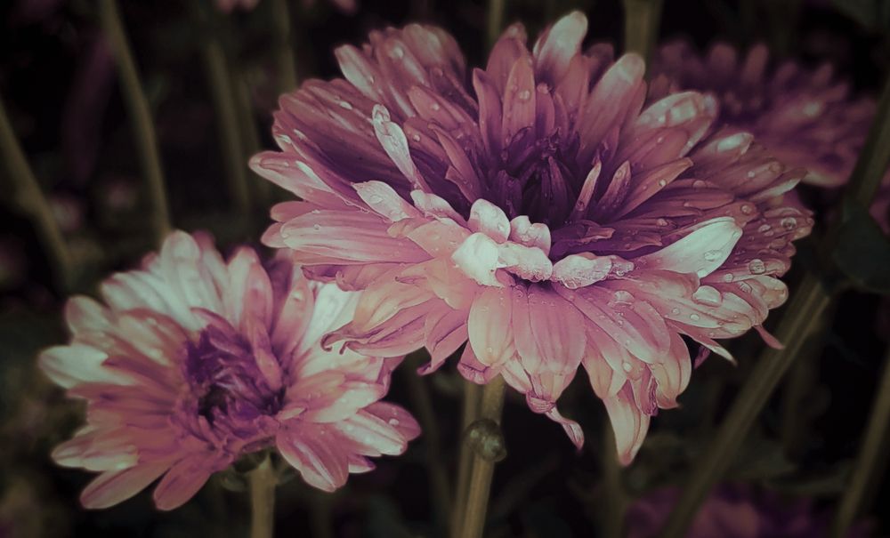 Photograph by Баженова Наталья