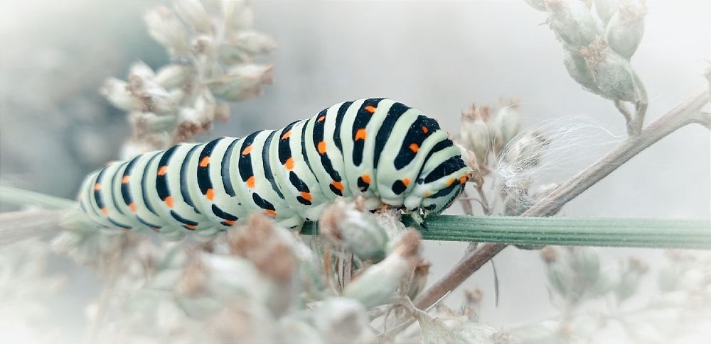 Photograph by Евсеева Валентина