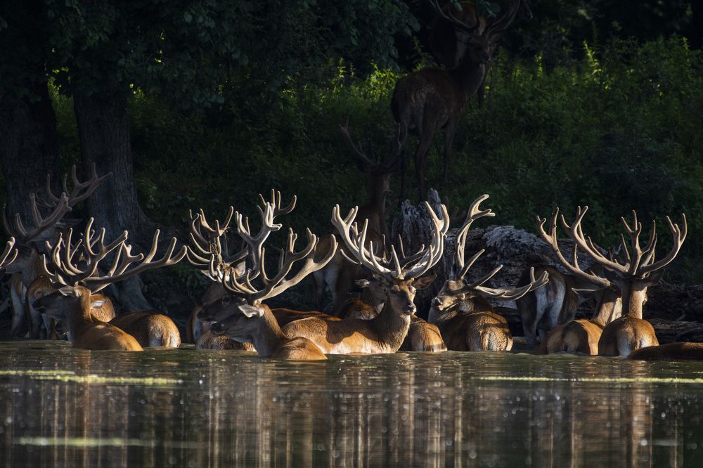 Photograph by Predrag Kostin