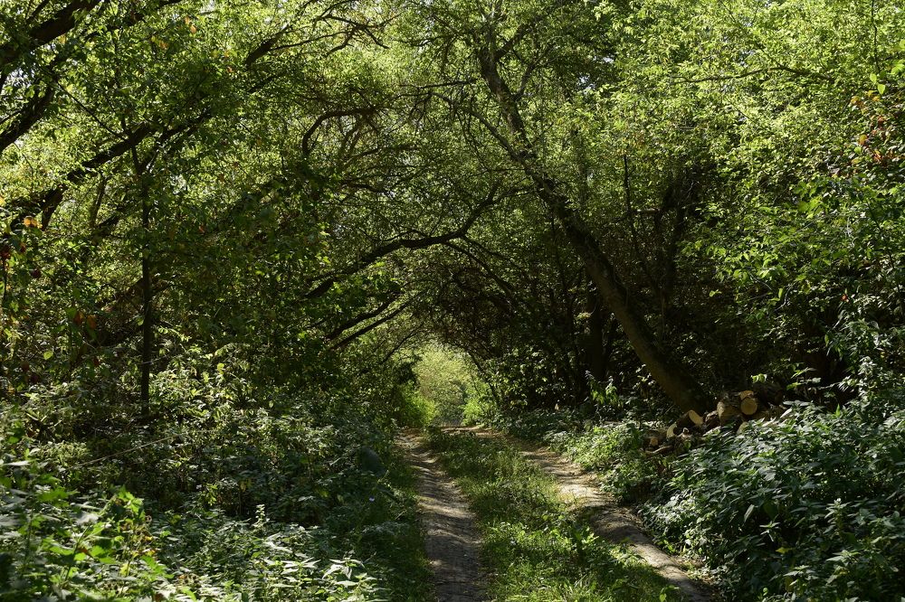 Терновая роща в степи