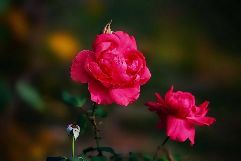 Photograph by Татьяна Бравая