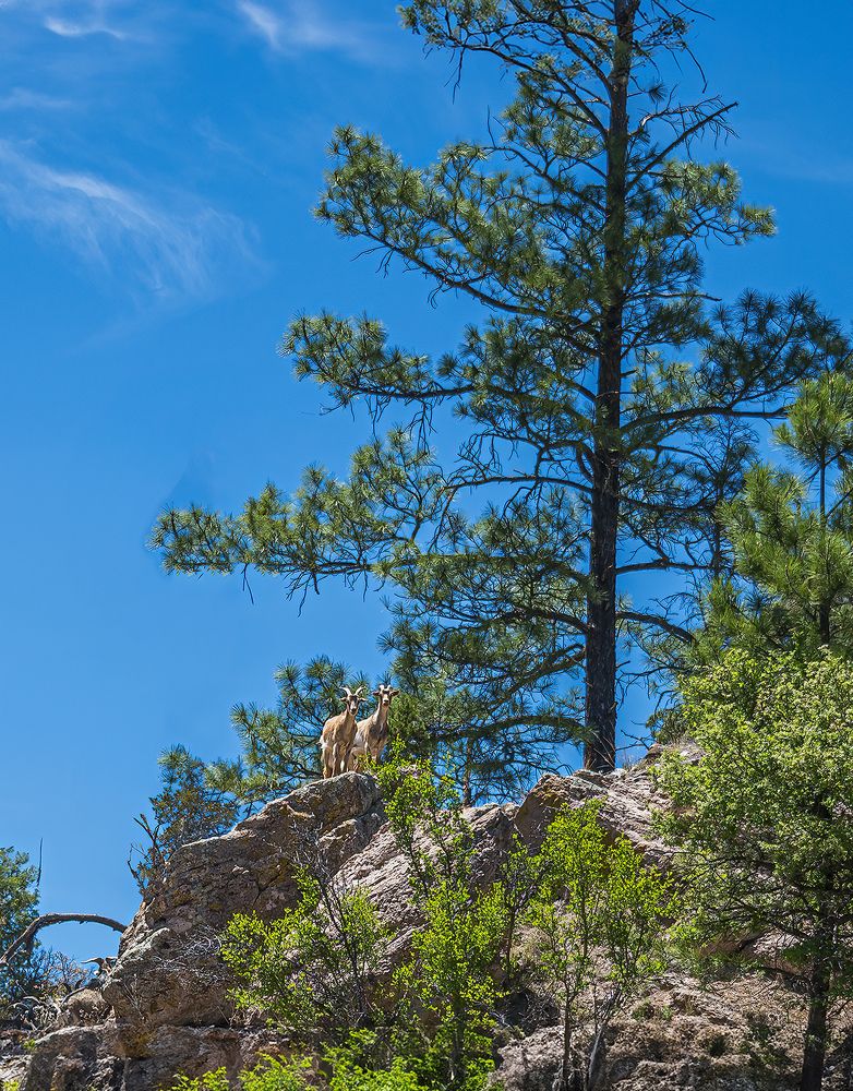Two Mountain Goats