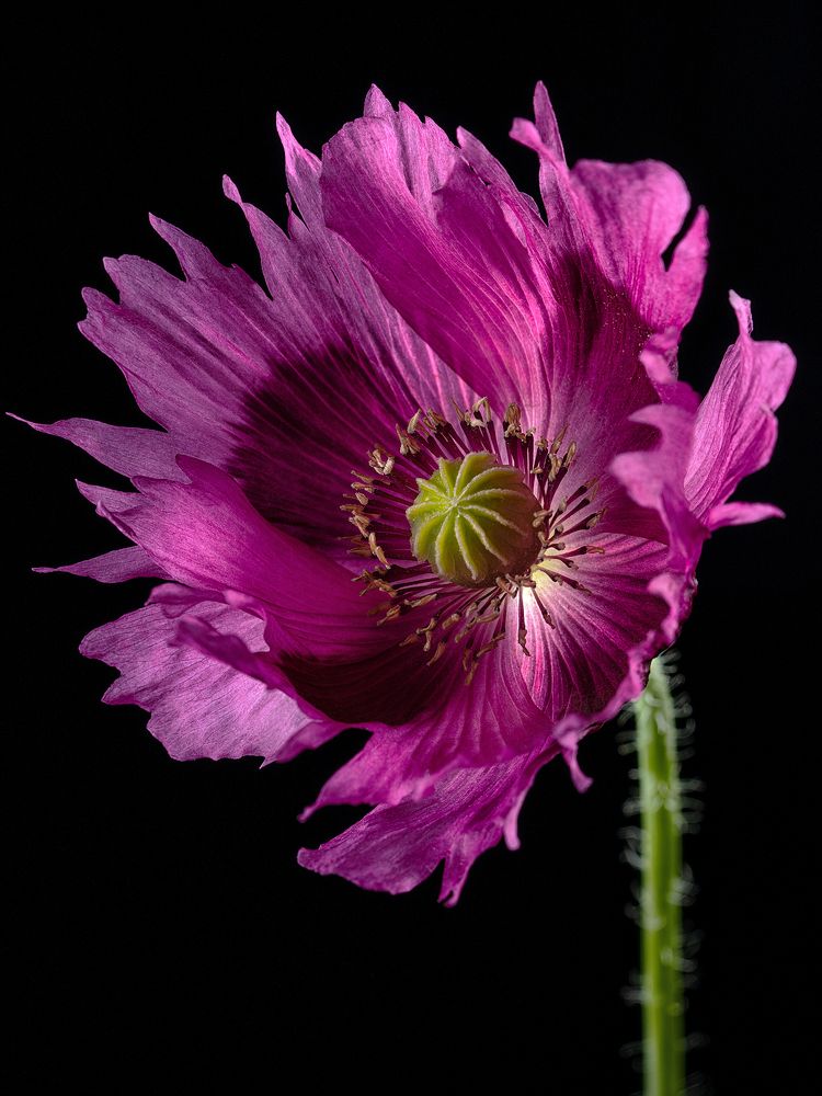 Photograph by Olga Yar