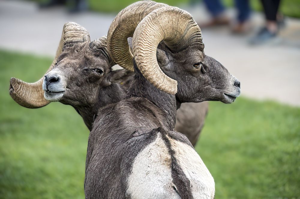 Big Horn sheep