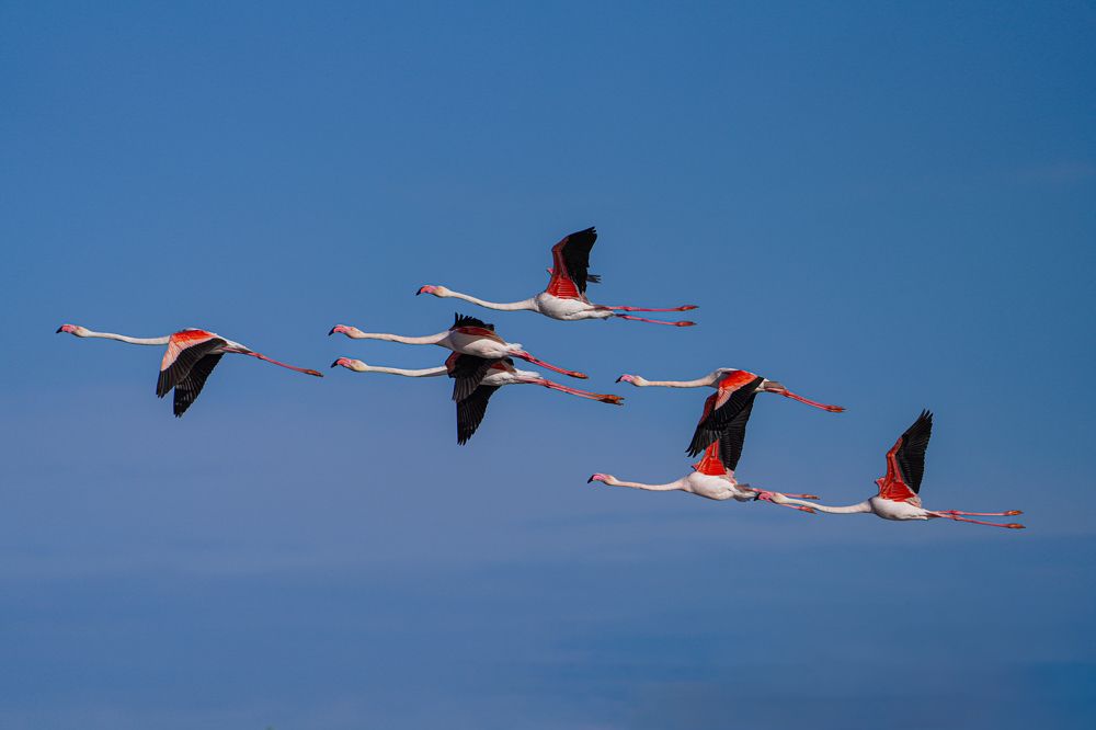 A mesmerizing flight