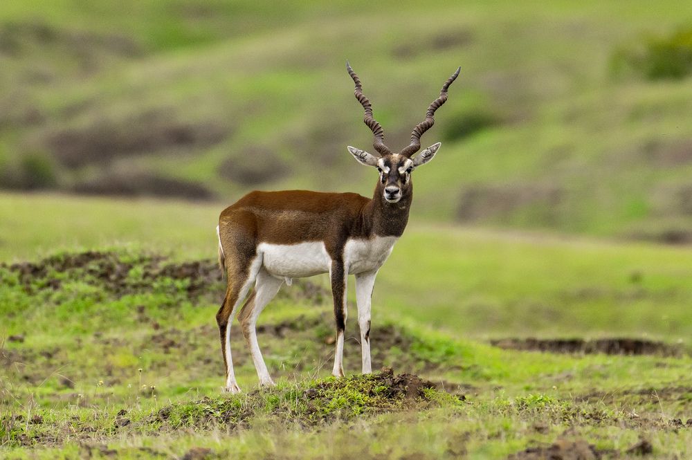 Фотография автора Sudhendra Sonawane