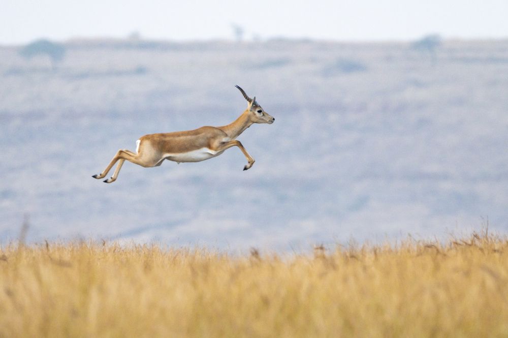 Фотография автора Sudhendra Sonawane