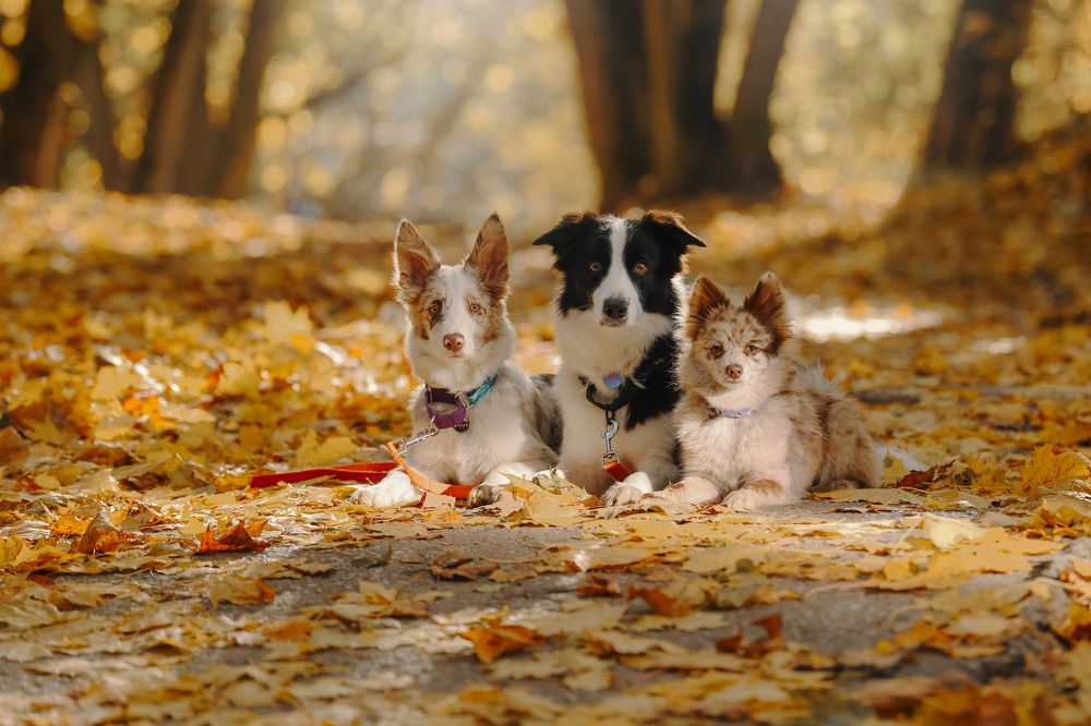 Фотография автора Алена Ковалёва