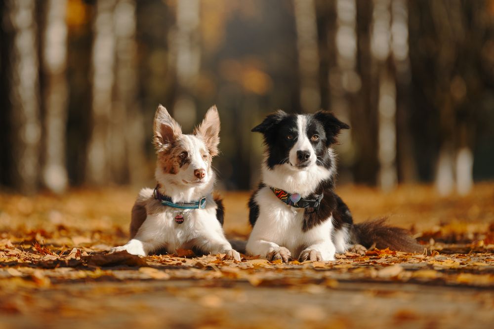 Фотография автора Алена Ковалёва