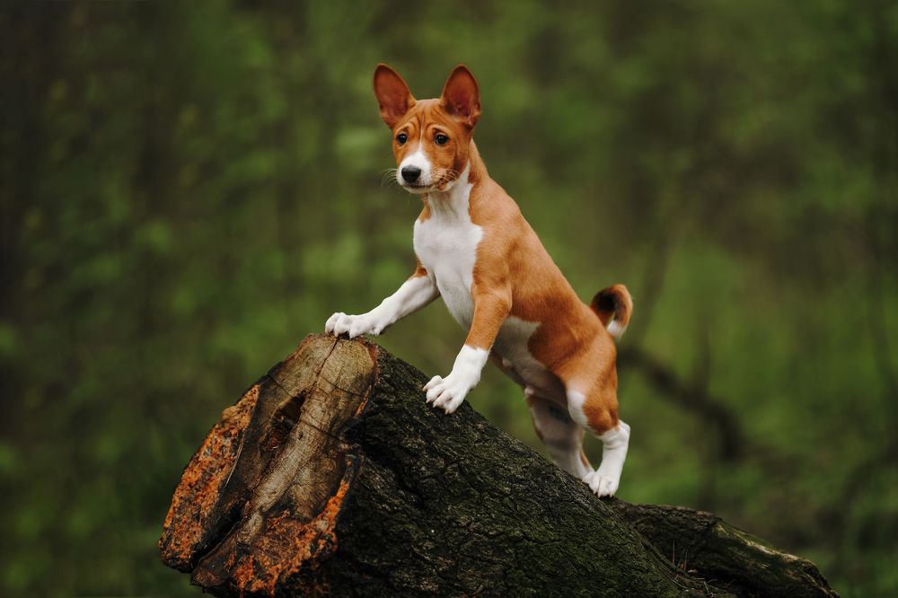 Фотография автора Алена Ковалёва