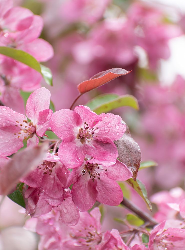 Фотография автора Мария Рохмистрова