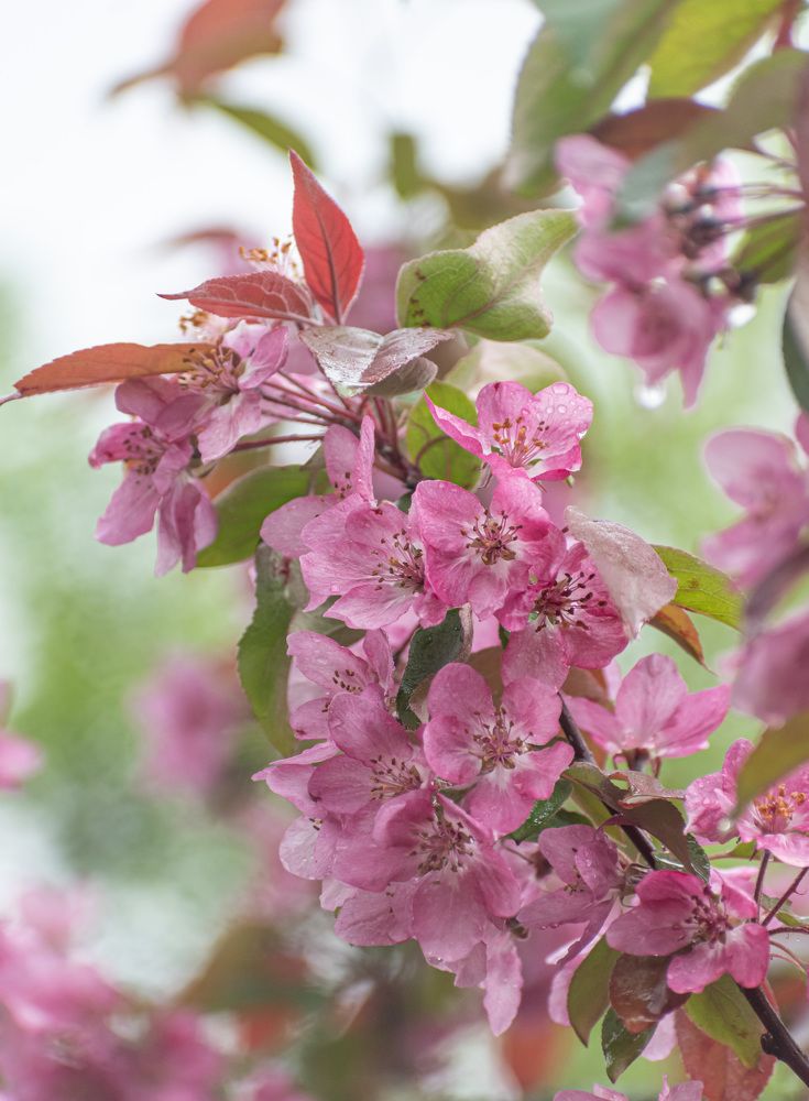 Фотография автора Мария Рохмистрова