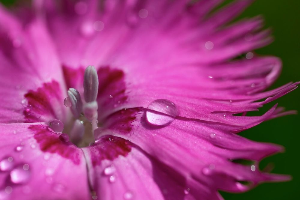 Фотография автора Helena Ivanova