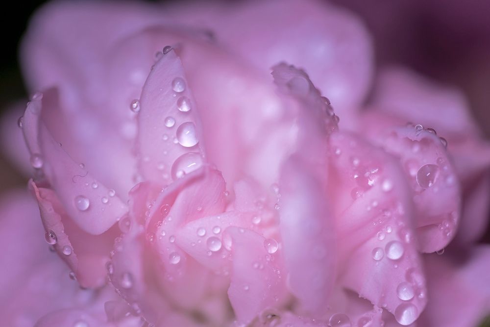 Фотография автора Helena Ivanova