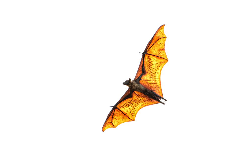 Structure of Badbird