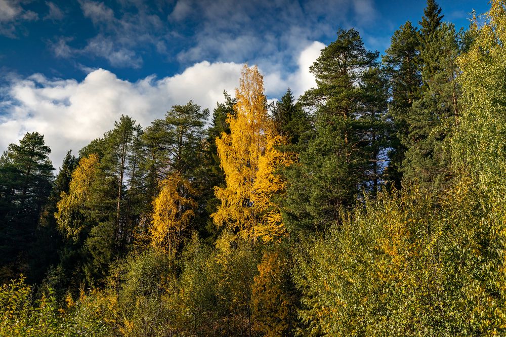Осенний пейзаж. Сентябрь.