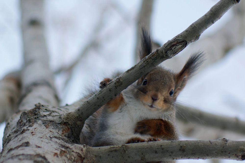 Photograph by Елизавета Нефедова