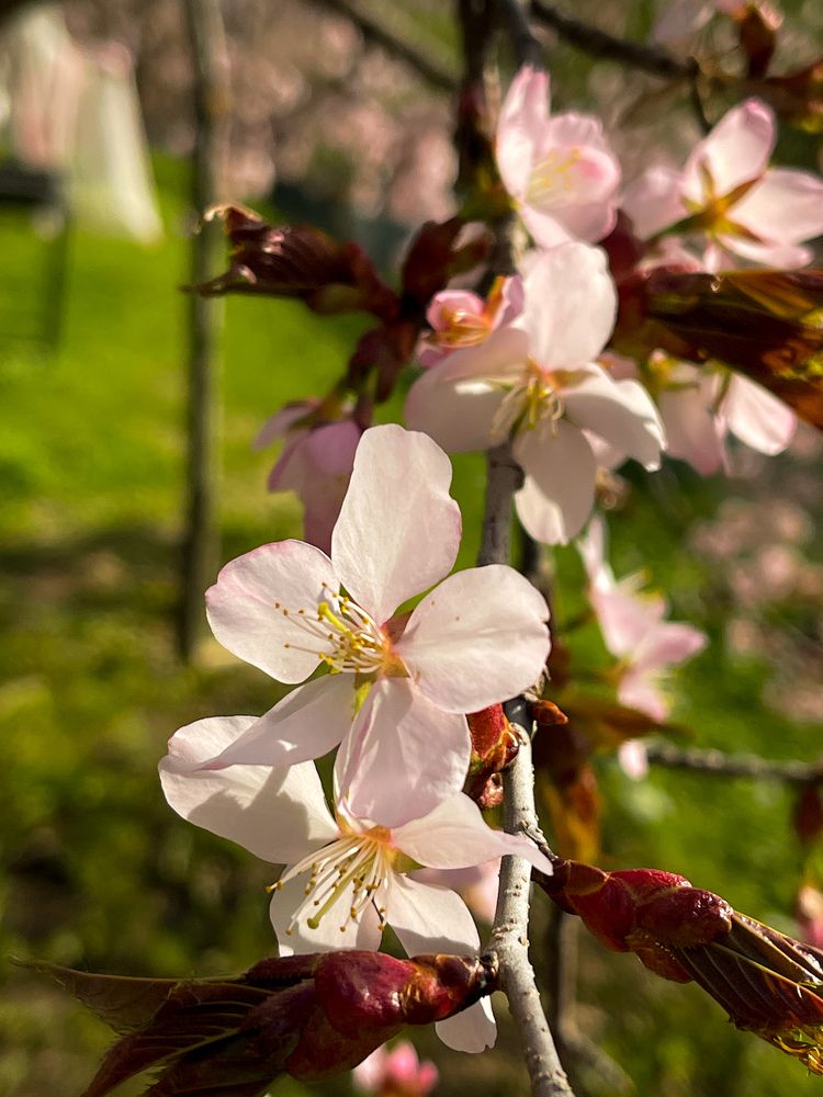 Фотография автора Елена Меньшикова
