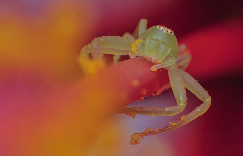 Photograph by Celis Norman