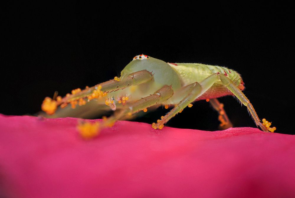 Photograph by Celis Norman