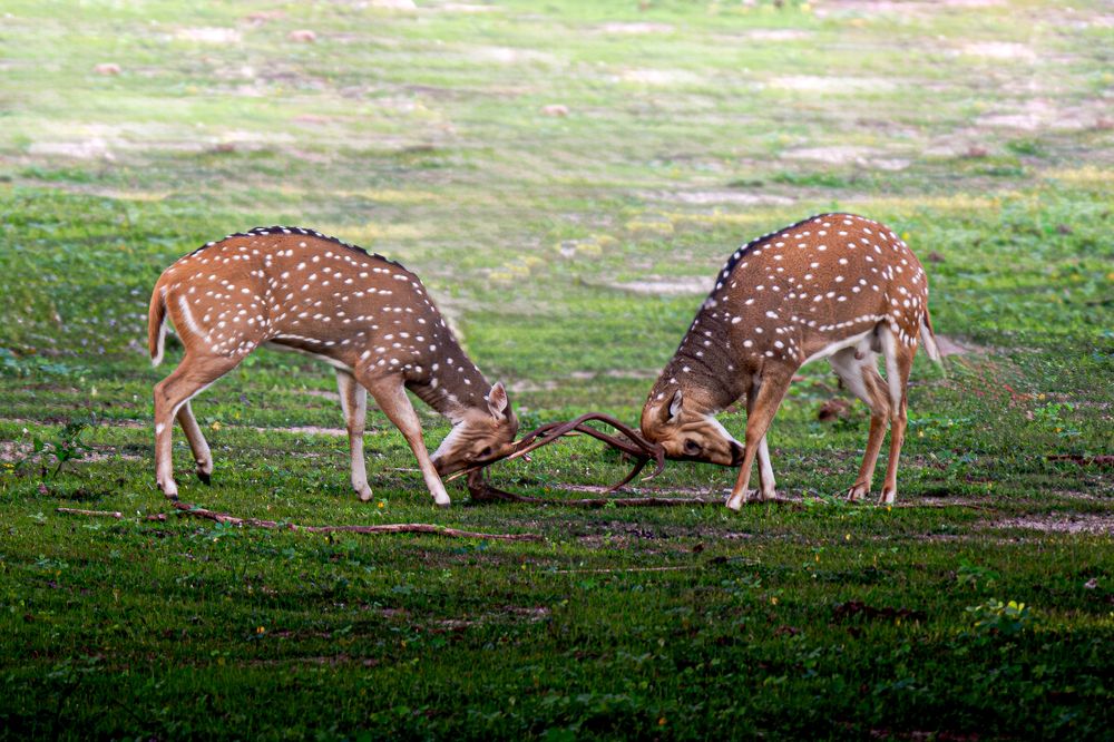 Territorial Fighters