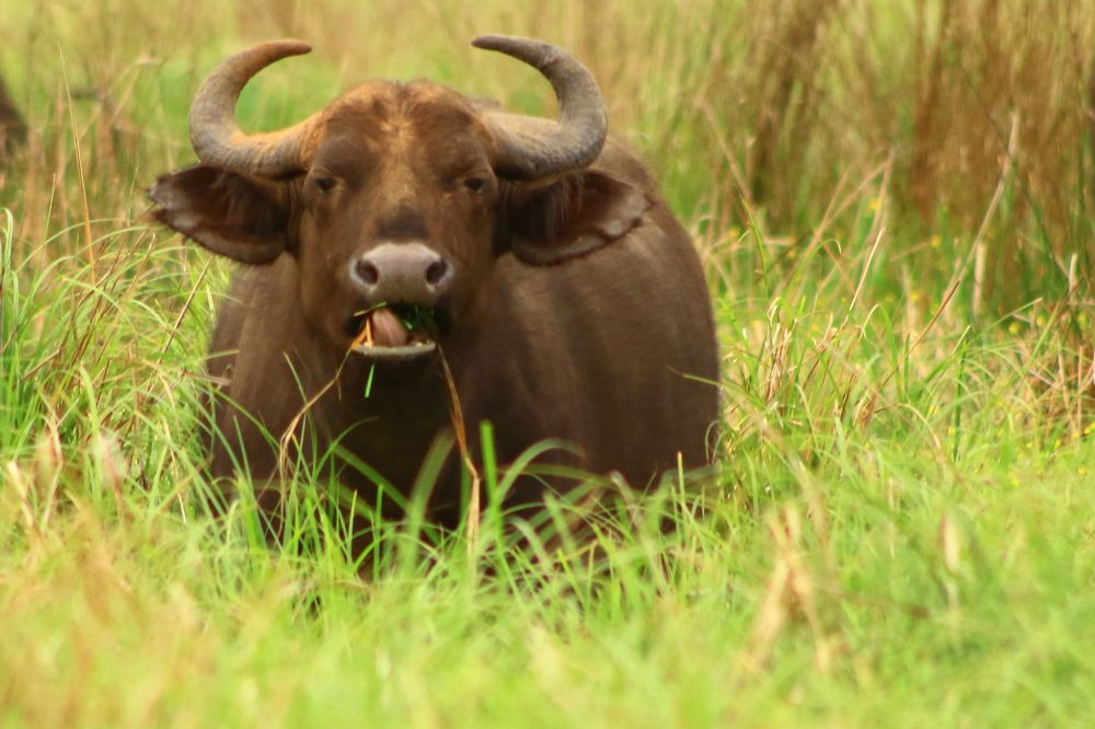 Фотография автора Nico Ebersohn