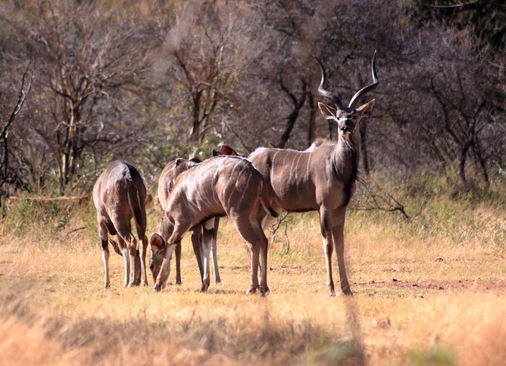 Фотография автора Nico Ebersohn