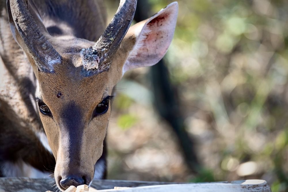 Photograph by Patricia Van Rooyen