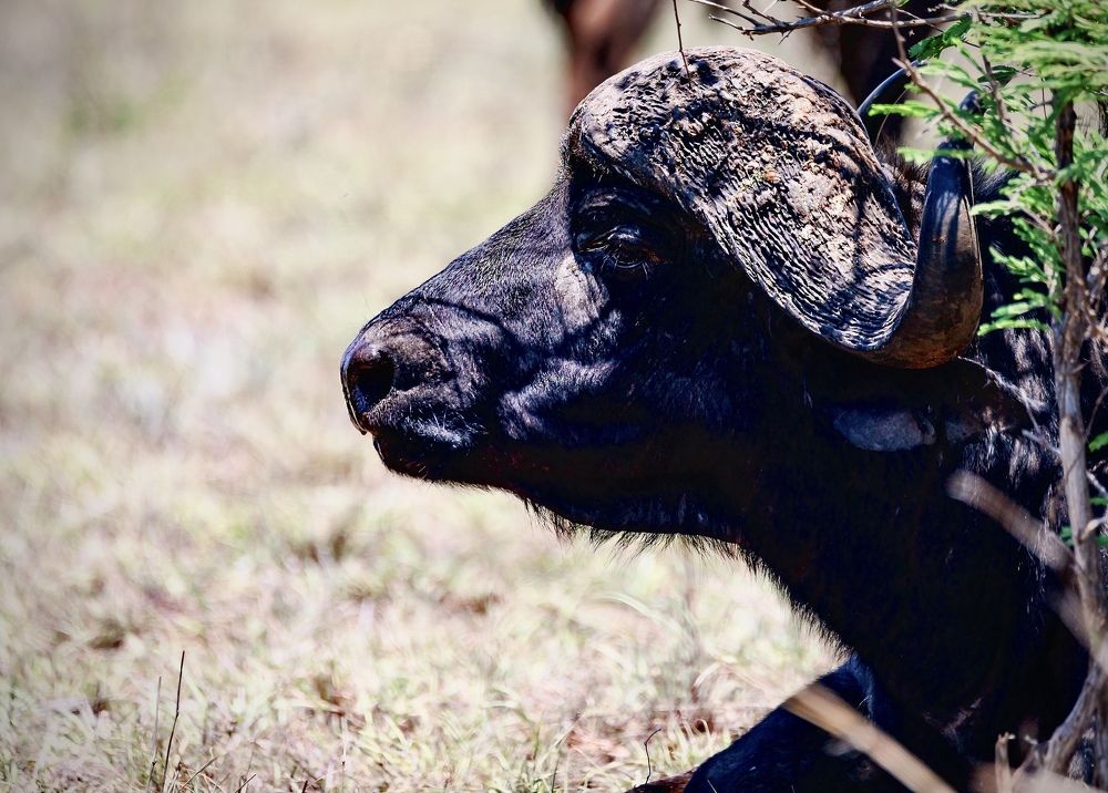 Photograph by Patricia Van Rooyen