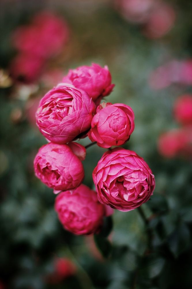 Photograph by Астафьева Анастасия