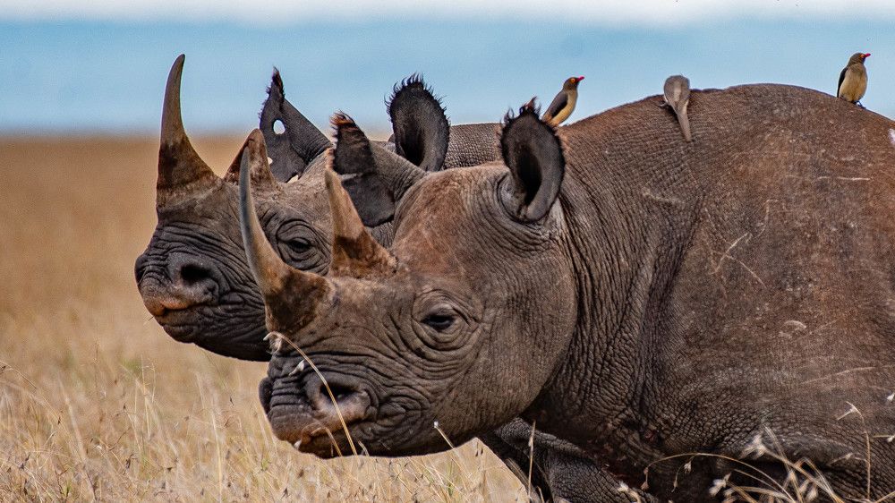 Фотография автора Kevin Kosgei