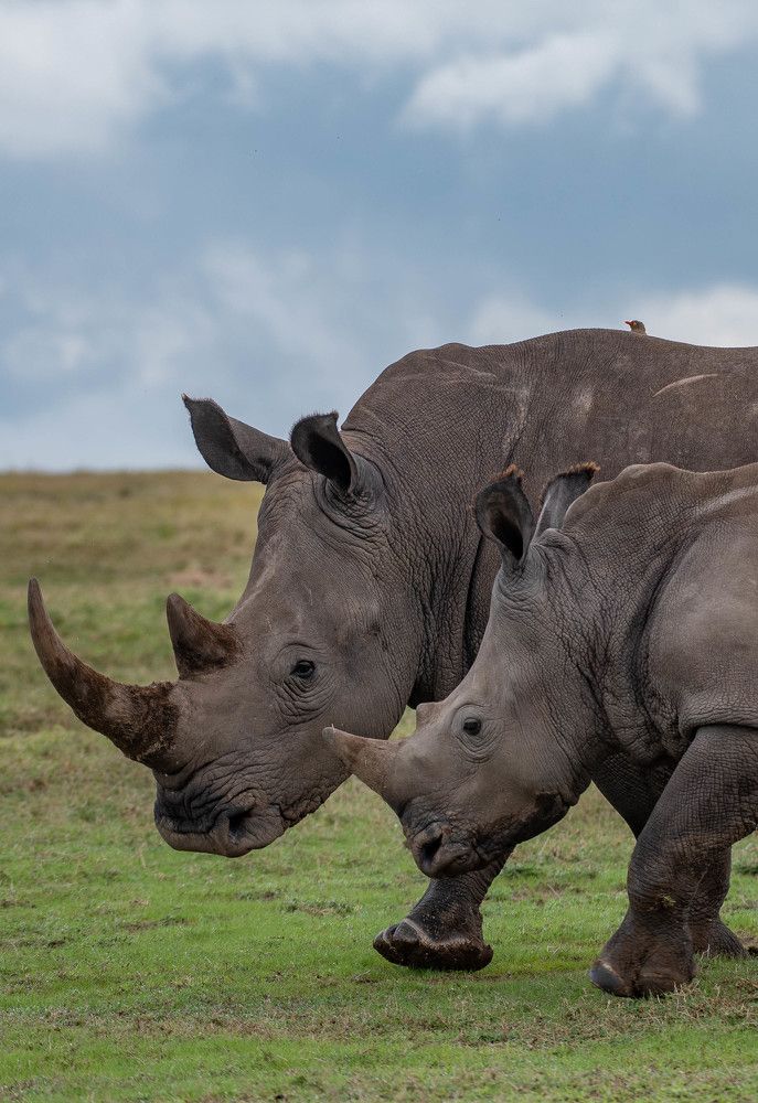 Photograph by Kevin Kosgei