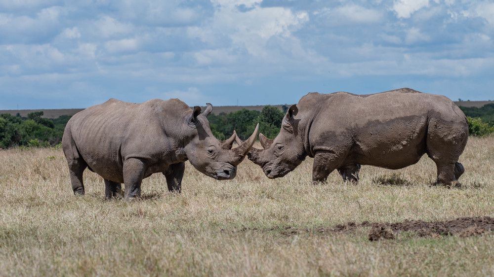 Photograph by Kevin Kosgei