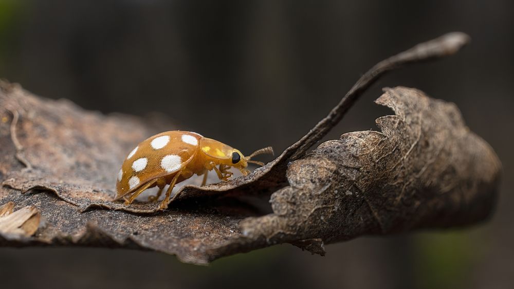 Photograph by Людмила Железнова