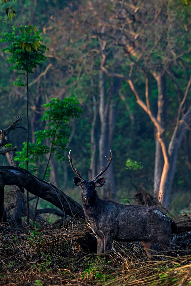 Photograph by Aatish Shroff