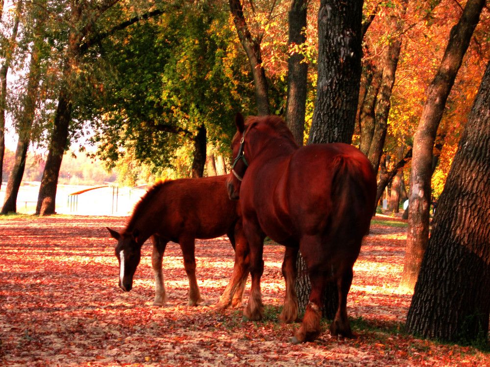 Фотография автора Всеволод