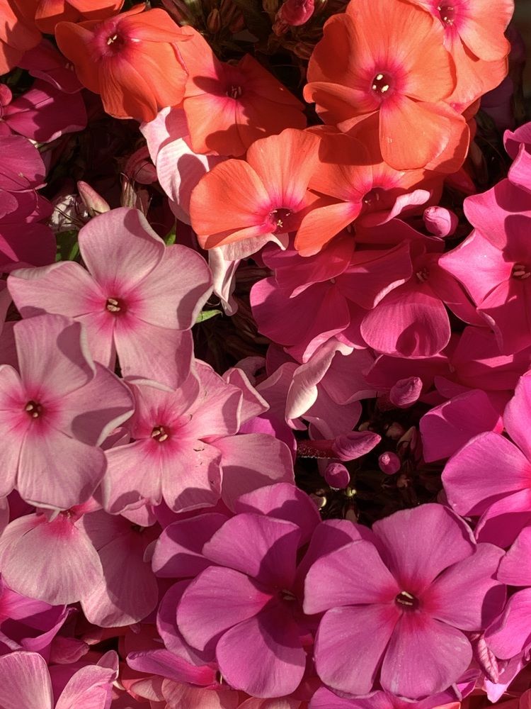 Фотография автора Ирина Шпаковская