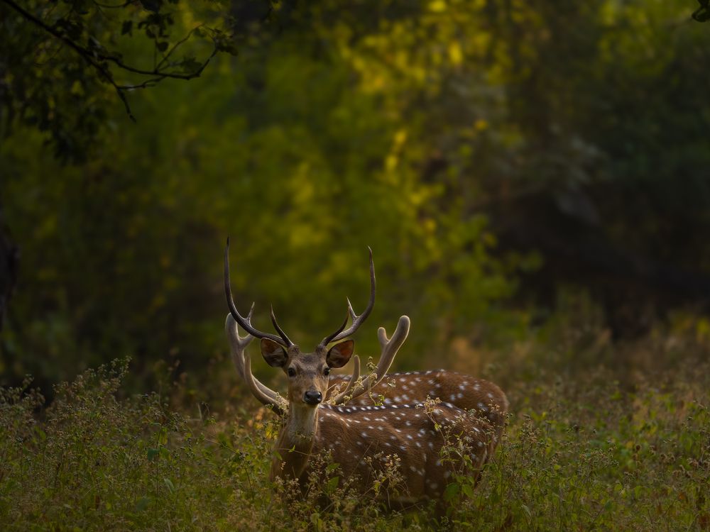 Фотография автора Sk Siddique Ali