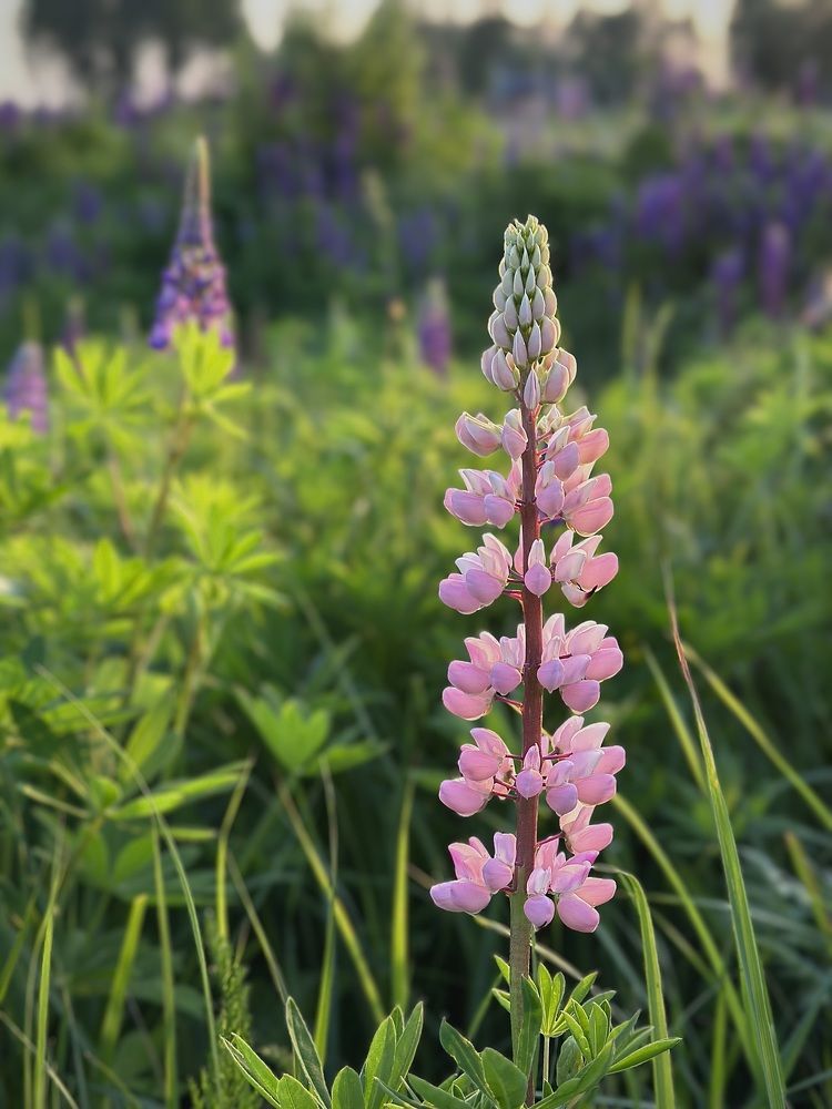 Фотография автора Юлия Косинова
