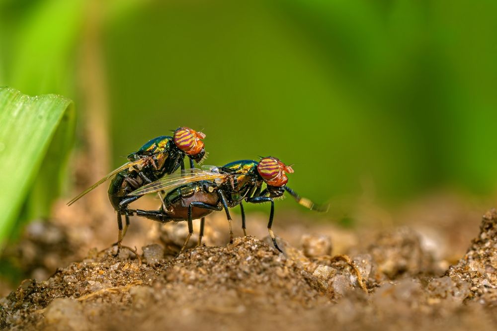 Photograph by mahadevan Arige