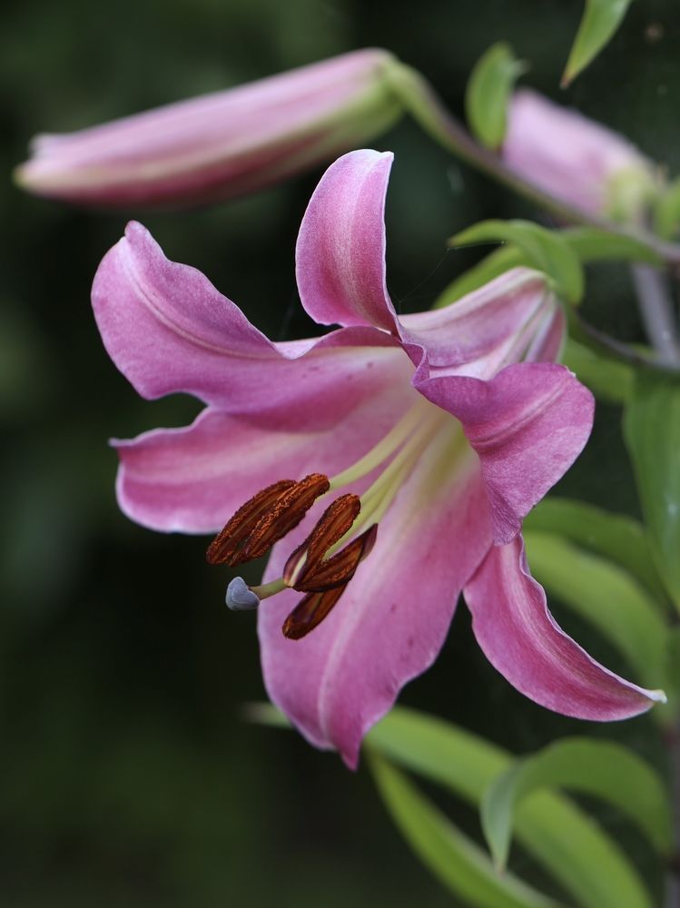 Photograph by Рина Серёгина