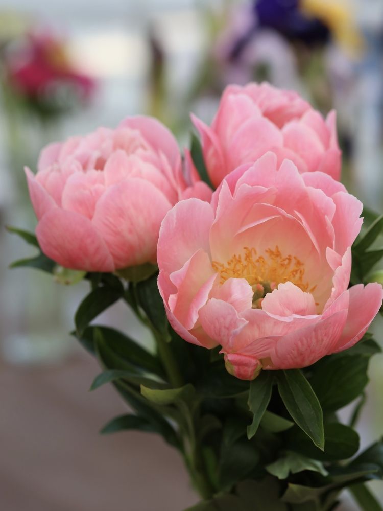 Photograph by Рина Серёгина