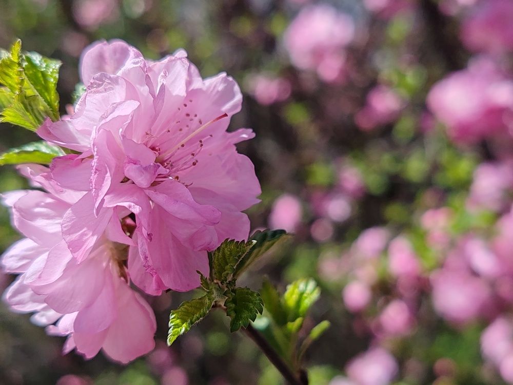 Photograph by Алёна Гильмуллина