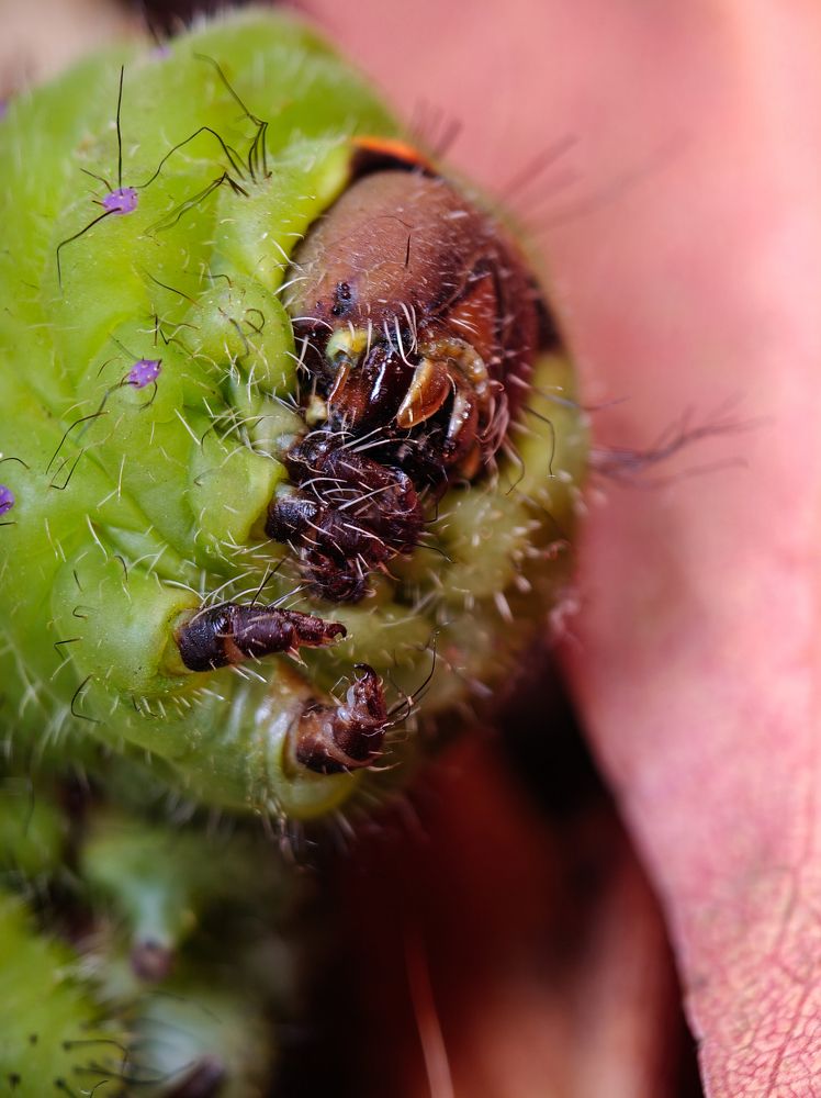 Praying caterpillar