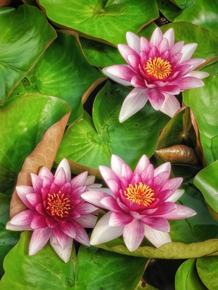 Photograph by Leanid Kulpo