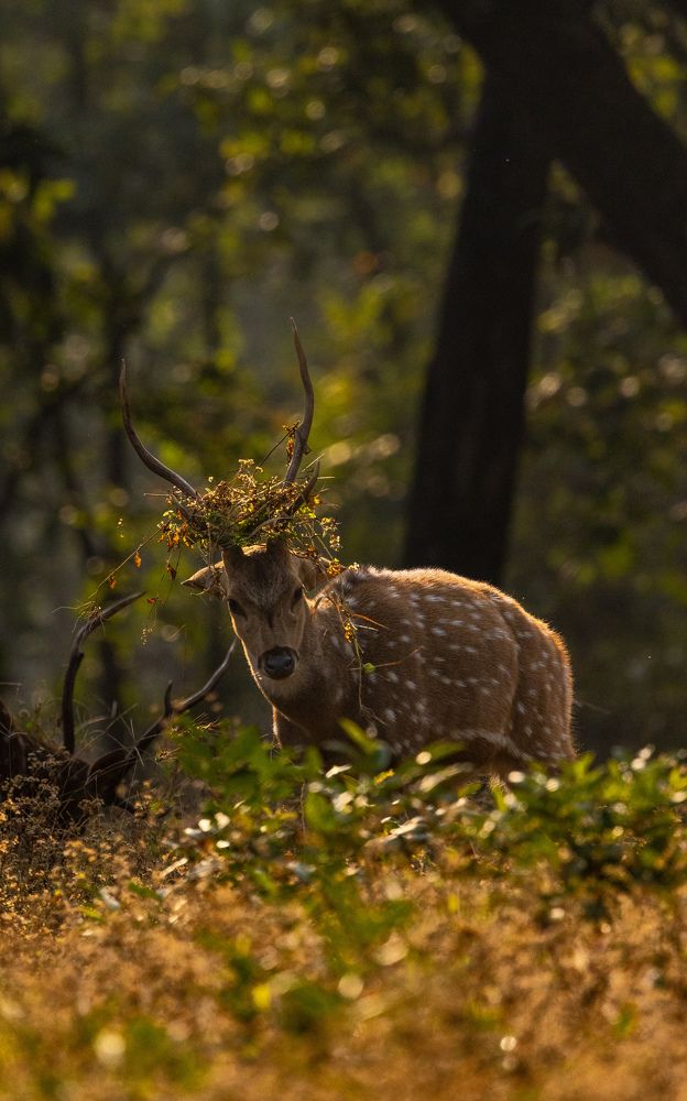 Фотография автора Sk Siddique Ali