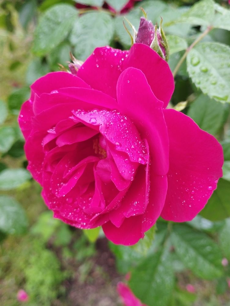 Photograph by Ольга Антохина